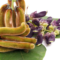 mucuna